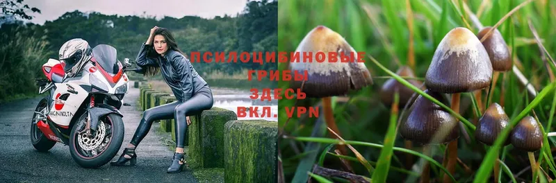 mega вход  Борисоглебск  Галлюциногенные грибы Psilocybe 